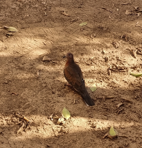 Laughing Dove