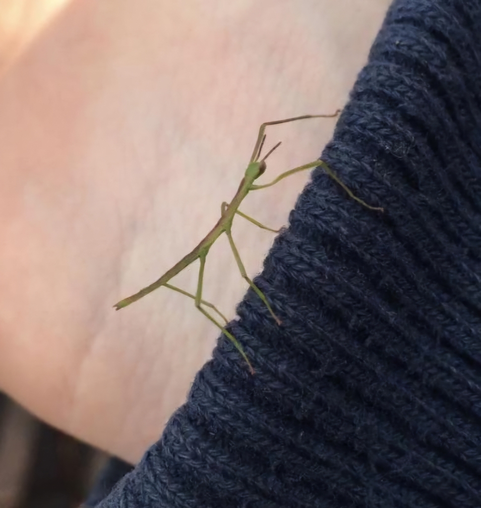 Clock Insect Ireland unarmed stick-insect from Derreenacallaha, Derreenacallaha, Co. Kerry ...