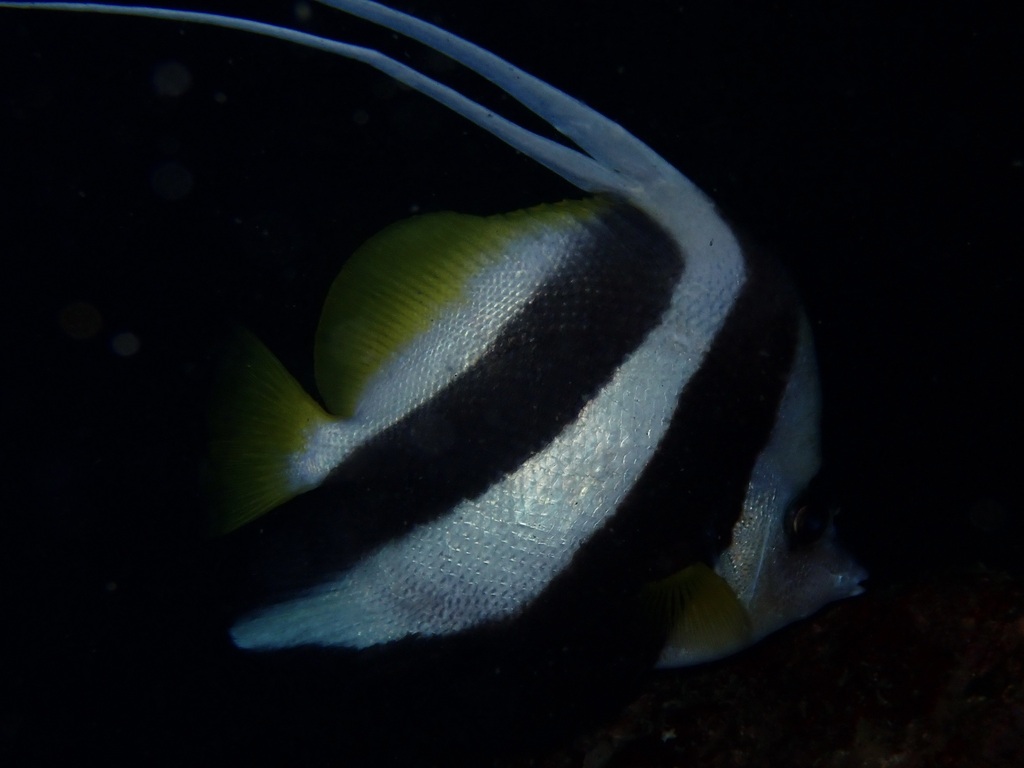 Butterflyfish