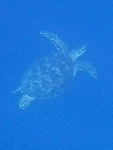 Green Sea Turtle — seen at this dive site