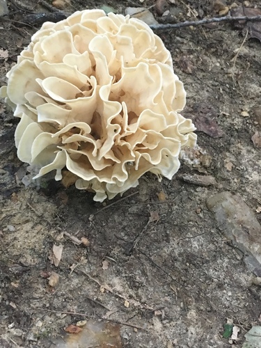 Eastern cauliflower mushroom