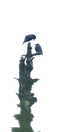 Southern Nutcracker