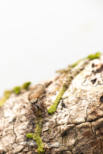 Sadies castanea
