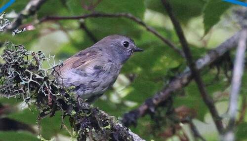 Rufous-gorgeted Flycatcher