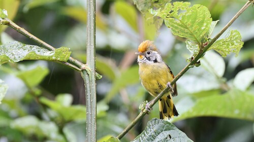 Chestnut-tailed Minla