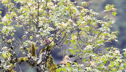 Wedge-tailed Green-Pigeon