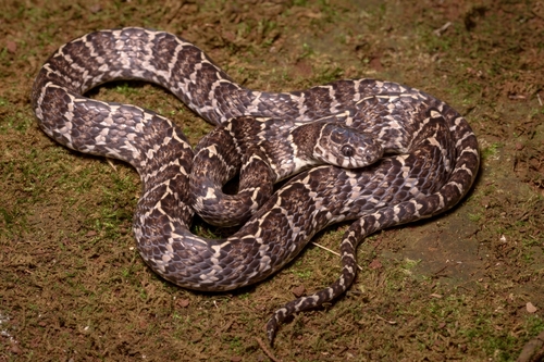 Spot-bellied Slug-eating Snake