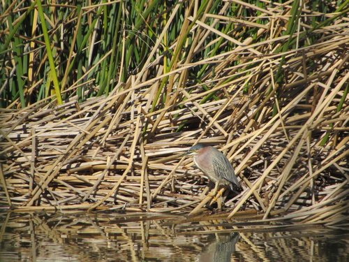 iNaturalist observation photo of Green Heron