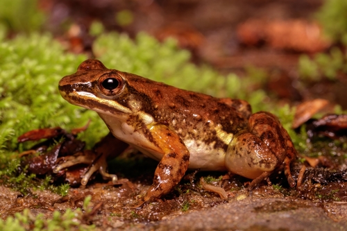 Caverna do Diabo Spinythumb Frog