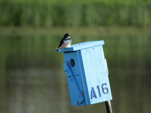 iNaturalist observation photo of Tree Swallow