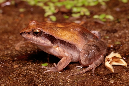 Cuvier’s Foam Frog