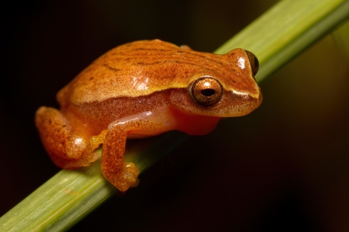 Dendropsophus nanus (Boulenger, 1889)