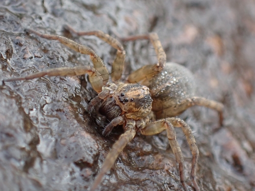 Rustic Wolf Spider