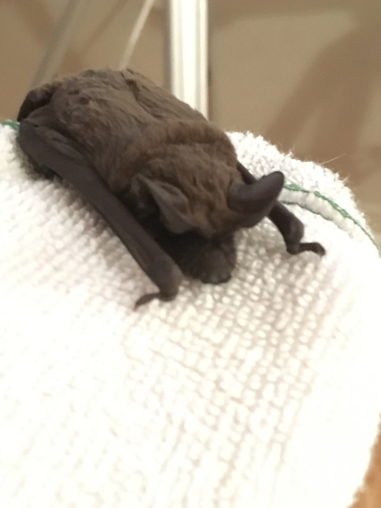 mexican-free-tailed-bat-from-5702-41st-st-e-bradenton-fl-us-on