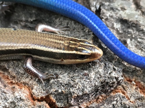 Mountain Skink