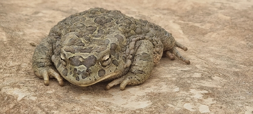 Mauritanian Toad