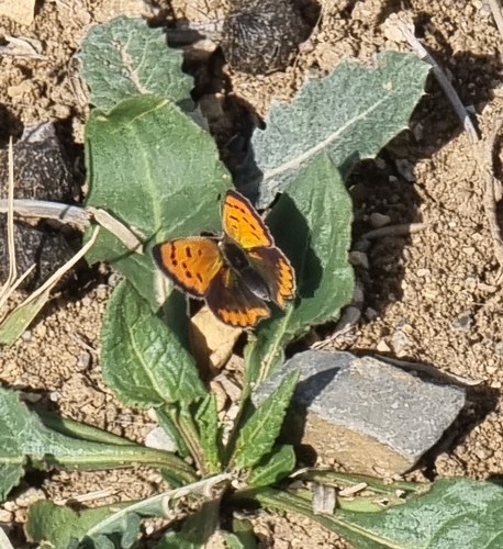 Small Copper