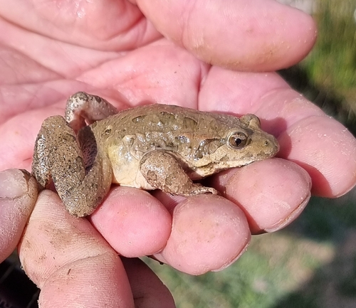 Mediterranean Painted Frog