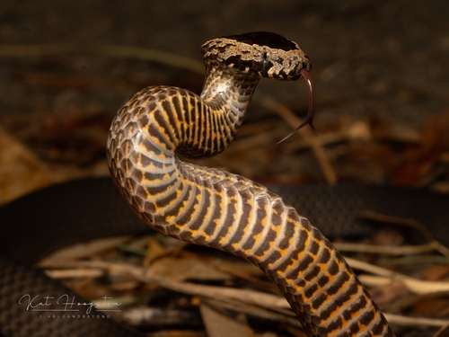 Golden-crowned Snake sighting