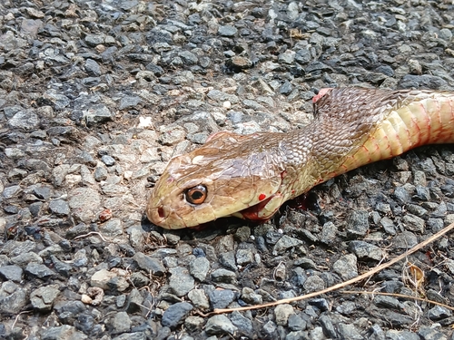 Coastal Taipan sighting