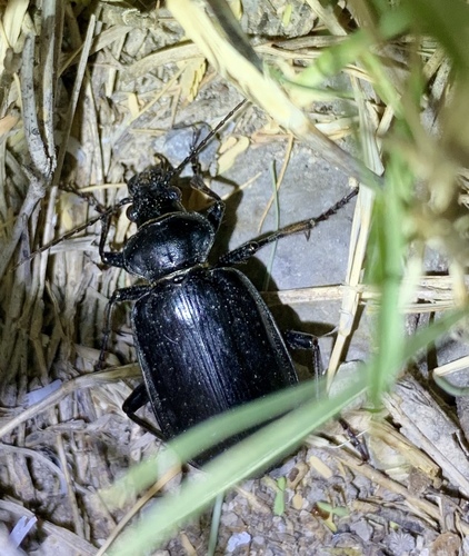 Calosoma peregrinator