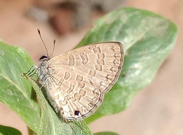 Common Line Blue Common Line Blue from NO.5, MAGNOLIA ENCLAVE, NILADRINAGAR, DHODATHOGUR ...