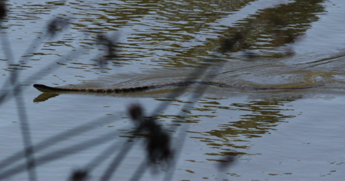 Tiger Snake sighting