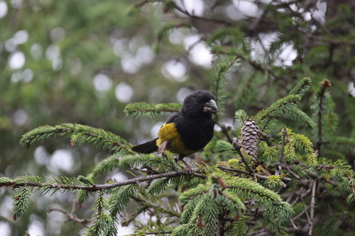 White-winged Grosbeak