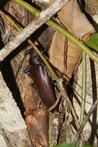 Leontiprionus rudis