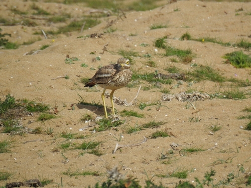Eurasian Stone-curlew