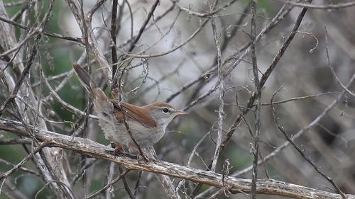 Cetti's Warbler