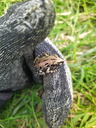 Senegal Running Frog