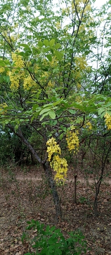 Golden Shower Tree