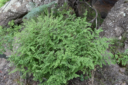 heartleaf cliffbrake