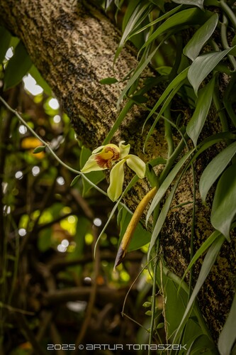 Vanilla shenzhenica