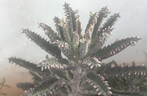 Alligator plant