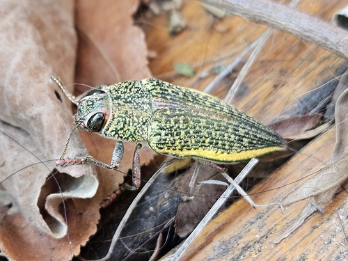Psiloptera attenuata (Fabricius, 1793)