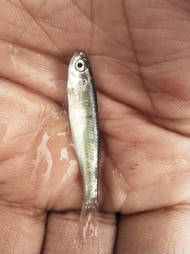 Barilius modestus