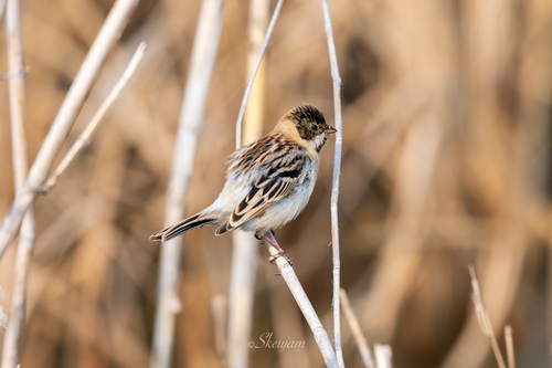 Pallas's Bunting