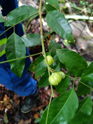 Protium heptaphyllum