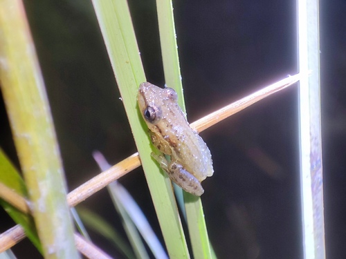 Brown-bordered Snouted Tree Frog