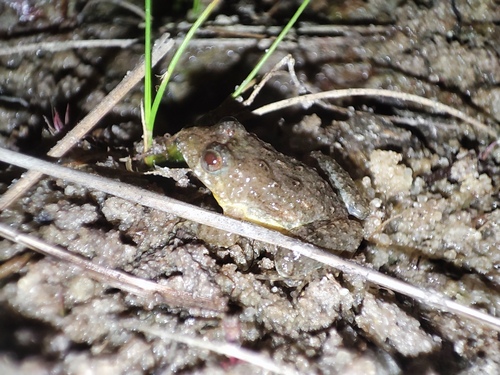 Pointedbelly Frog