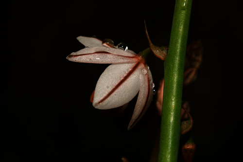 Onion-Leafed Asphodel