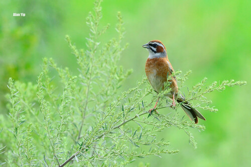 Meadow Bunting