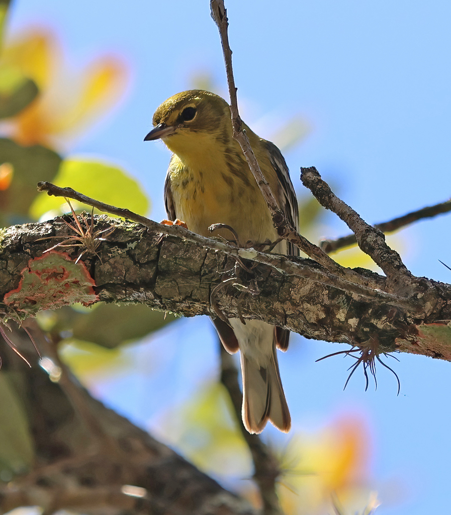 Pine Warbler