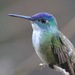 Azure-crowned Hummingbird - Photo (c) Gil Ewing, all rights reserved, uploaded by abcdefgewing