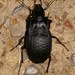 Dicaelus sculptilis - Photo (c) hsvgardengirl, all rights reserved, uploaded by hsvgardengirl