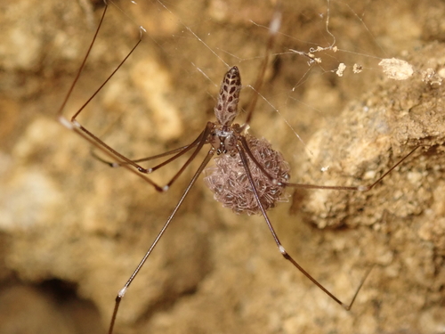 Pale Cellar Spider