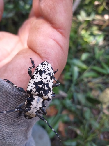 Hedypathes betulinus