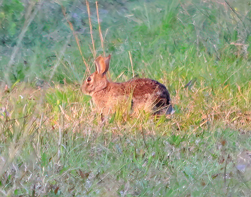 Eastern Cottontail